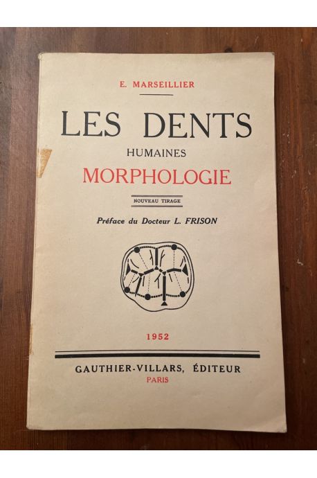 Les dents humaines, morphologie