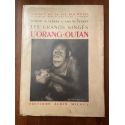 Les grands singes - L'Orang-Outan